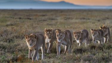 Lionnes en quête de gibier… et d'eau dans la plaine désertique. En Tanzanie, le spectacle de la vie animale comble jusqu'aux amateurs de safari les plus aguerris.