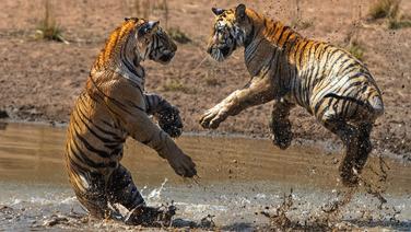 Tigres sur Disney + : le documentaire qui donne un coup de griffe aux clichés