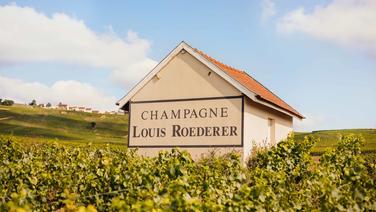 Collection 246 : l’expression du savoir-faire de Louis Roederer, révélant toute la puissance de l’assemblage