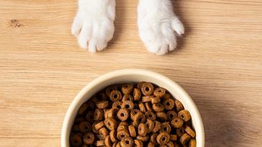 Croquettes pour chiot : Franklin, Royal Canin, Ultra Premium Direct... que choisir ?