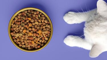 Croquettes pour chaton : les meilleures recettes pour une croissance sans faute