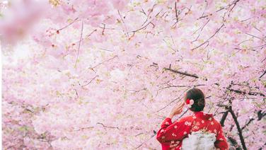 Au Japon, le changement climatique rend la floraison des cerisiers complexe à prédire