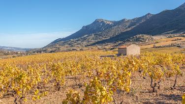 Ils ont ébloui nos dégustateurs : les 30 vins iconiques du Roussillon, l’une des régions les plus sous-cotées de France