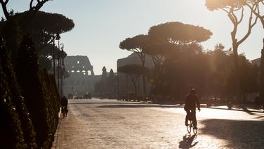 Certains ont plus de 120 ans : pourquoi Rome abat une douzaine de pins le long de l’avenue menant au Colisée