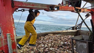 «Si on prenait tout, il ne resterait rien»: avec les pêcheurs de coquilles saint-Jacques labellisées pêche durable