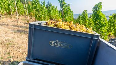 Fraîcheur et vibration : coup de cœur pour ce vin blanc du Rhône