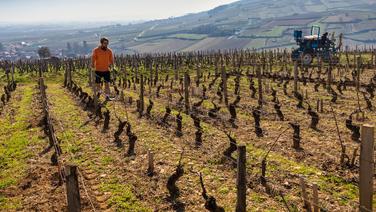«Nous avons dû faire machine arrière» : le renoncement au bio, ce tabou qui ronge le vignoble français