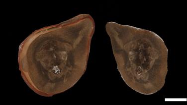 Trop de bras, trop de dents : la plus vieille pieuvre au monde n’en était finalement pas une