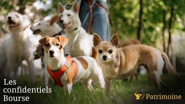 La santé animale ? Il s’agit d’un marché mondial en croissance annuelle de 4 à 5%, avec un segment du pet care (animaux domestiques) qui dépasse les 289 milliards de dollars.
