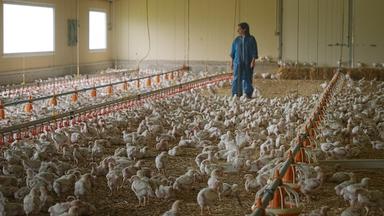 Un élevage de poulets, en France.