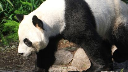 La femelle Er Shun et le mâle Da Mao engloutissaient quotidiennement 40 kg de bambous frais importés de Chine.