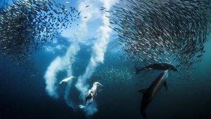 Au large de Port St. Johns, chaque année, entre juin et juillet, des millions de sardines attirent des centaines de prédateurs.