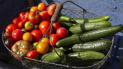 Le virus a été détecté dans deux régions du sud de l'Hexagone, selon le ministère de l'Agriculture.
