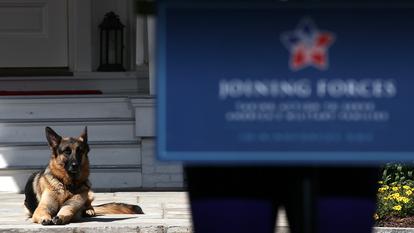 Champ, l'un des deux bergers allemands de Joe Biden.