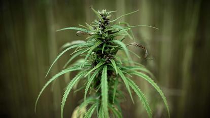 Les saisie douanièr ont représenté 62% des volumes de cannabis saisis en 2020