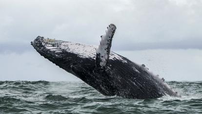 Dans cette photo d'archive prise le 12 août 2018, une baleine à bosse saute à la surface de l'océan Pacifique dans le parc naturel national Uramba Bahia Malaga en Colombie.