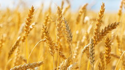 Sur le marché européen, le blé tendre de même échéance, a lui gagné 7,07%, à 264,75 euros la tonne.