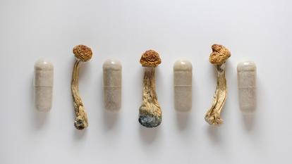 Champignons hallucinogènes : une première expérimentation menée en