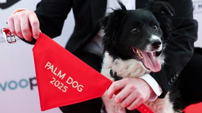 Panda, le chien berger du film islandais L’amour qu’il nous reste a remporté la « Palm Dog » vendredi 23 mai.