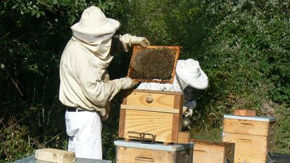 Malgré la pression croissante du frelon asiatique, la production de miel a atteint 25.000 tonnes en France en 2025.