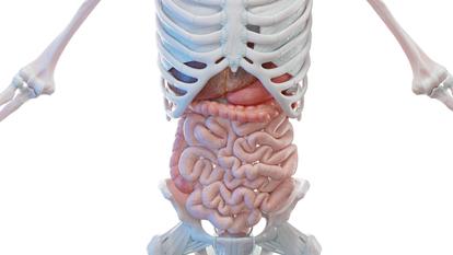 De la bouche à l’anus, les aliments mettent au moins 24 heures à parcourir l’ensemble de notre système digestif.