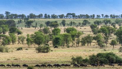 قطع من حيوانات النو البرية أثناء الهجرة الكبرى، هنا في حديقة سيرينجيتي الوطنية الشمالية (تنزانيا)