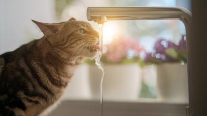 L’immobilité de l’eau à une température élevée fragilise notamment la tuyauterie.