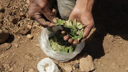 Des feuilles de coca issues de plantations colombiennes.