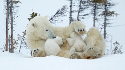 Des chercheurs ont observé une adoption chez les ours polaires.