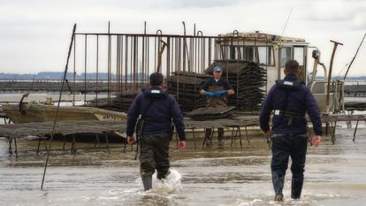 La brigade nautique de la Rochelle multiplie les patrouilles en mer à l’approche des fêtes afin de lutter contre le vol d’huîtres.