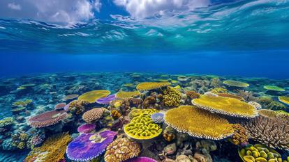 Le «Rainbow Reef», récif de corail à Vanua Levu au Fiji, le 23 janvier 2024.