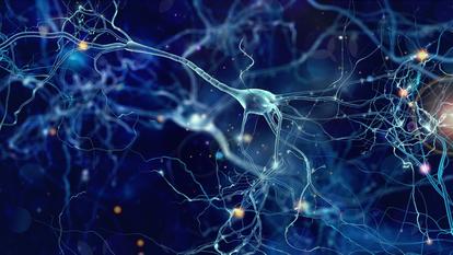 Les organoïdes cérébraux, composés de quelques milliers de neurones posés sur des électrodes, sont une technologie encore en pleins balbutiements.