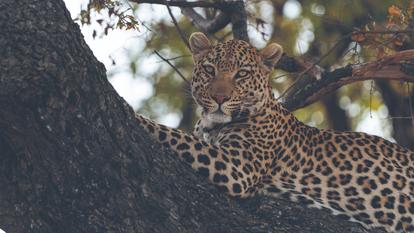 Le léopard peut cacher sa proie dans un arbre.
