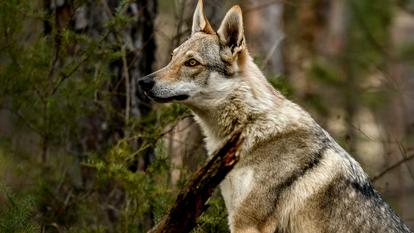 Loup.