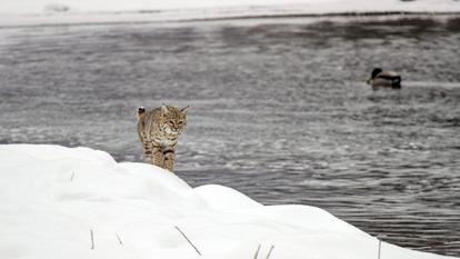 Un lynx chasse sur les bords de la rivière Madison.