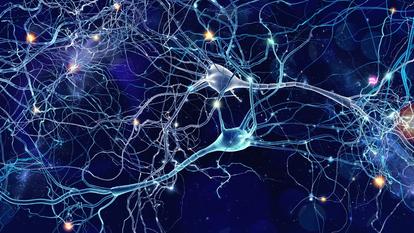 Normalement, les neurones adoptent un positionnement bien précis au cours du développement. Mais il arrive que des cellules, ou leurs progéniteurs, aillent se positionner en dehors du cortex.