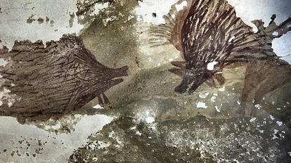 Peinture rupestre préhistorique représentant deux cochons verruqueux de Sulawesi, découverte dans la grotte de Leang Tedongnge, à Sulawesi, en Indonésie.