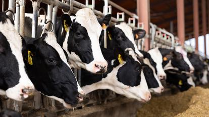 Ce troupeau de 113 vaches était vacciné, comme la totalité du cheptel de l’Ariège (illustration).