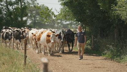 Un agriculteur et ses vaches