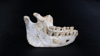 Les mandibules retrouvées près de Casablanca (Maroc) présentent des traits intermédiaires entre Homo erectus et Homo sapiens.