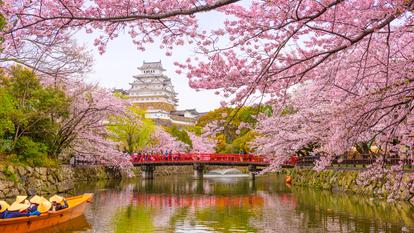 Château d’Himeji dans le Kanzai, au printemps, sous les cerisiers en fleurs.