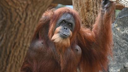 Bella, une femelle orang-outan, est assise dans son enclos au zoo Hagenbeck de Hambourg. Âgée de 64 ans, elle vit au zoo Hagenbeck depuis 1964.