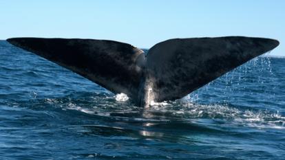 Plonger avec des baleines, un rêve réalisé par Diego Bunuel dans «Thalassa, aventures extrêmes».