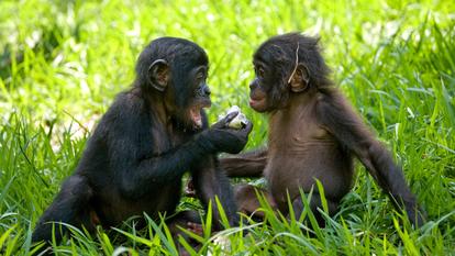 Deux chercheurs américains ont mis à profit les capacités communicationnelles exceptionnelles d’un bonobo élevé « comme un enfant humain » (ici, deux bébés bonobos en République démocratique du Congo).
