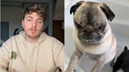 l’étrange histoire du Tiktokeur Cyril Schreiner qui perd son chien puis le retrouve miraculeusement
