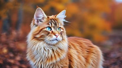 Les chats transporteraient, bien malgré eux, des vers plats invasifs accrochés à leur pelage, surtout quand celui-ci est long.
