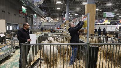 À la veille de l’ouverture du Salon de l’agriculture, des éleveurs de moutons prennent leurs marques, vendredi, au parc des expositions de la porte de Versailles, à Paris.