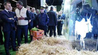 Le président français Emmanuel Macron (à gauche) s’entretient avec André Prosper, éleveur français de bovins Brahman originaire de Martinique, sur le stand qui devait accueillir sa vache Biguine, choisie comme mascotte de l’édition 2026 du Salon de l’Agriculture.