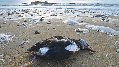 « Outre en France, des cadavres ont été retrouvés au Portugal, en Espagne et en Grande-Bretagne », précise Antoine Chabrolle, ornithologue spécialiste des oiseaux marins. (Ici, un macareux moines mort sur une plage du Morbihan.)