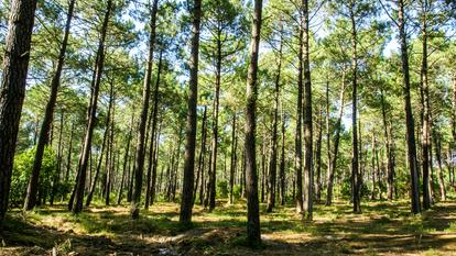 Le «Bursaphelenchus xylophilus» pourrait faire des ravages dans la forêt de pins landaise en cas de propagation.